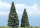 woodland scenes Tree Conifer